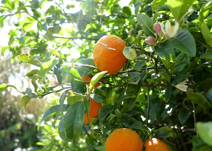 Tatil Evi Casa Da Paz Cedros